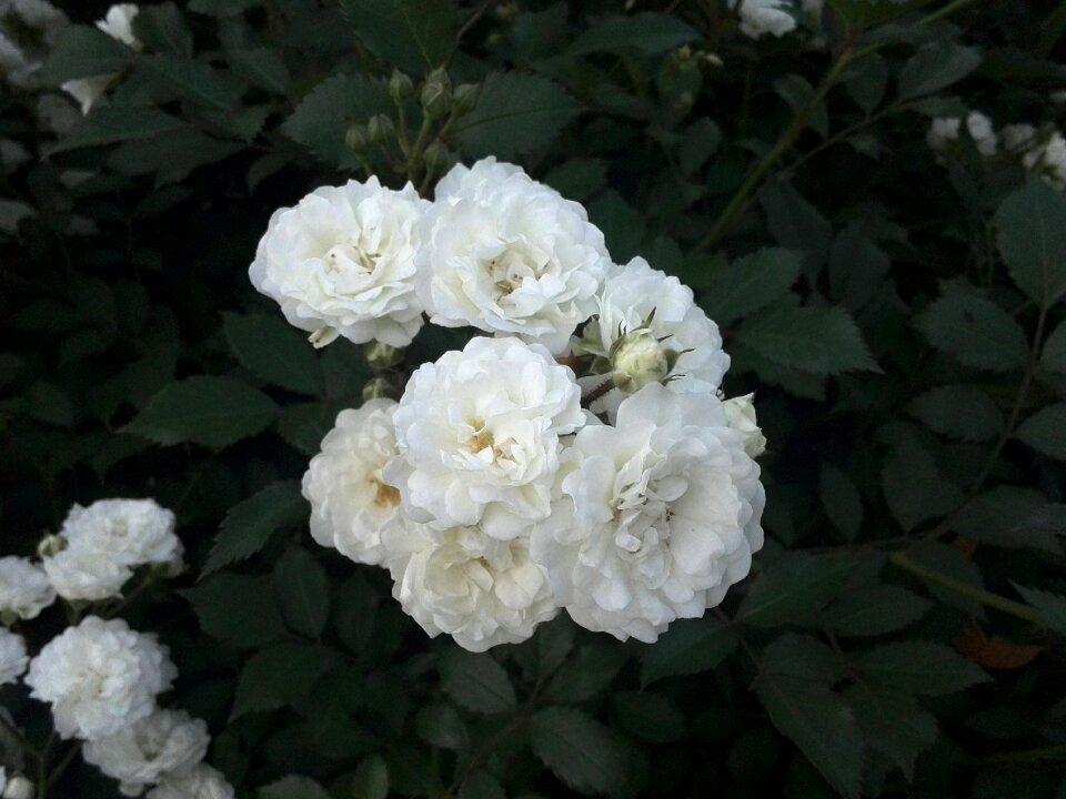 Tender rose petals closeup