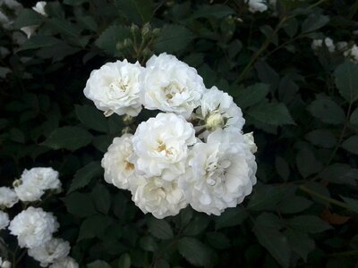 Tender rose petals closeup