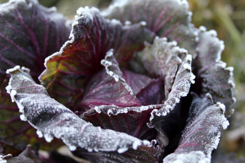Cabbage blue purple