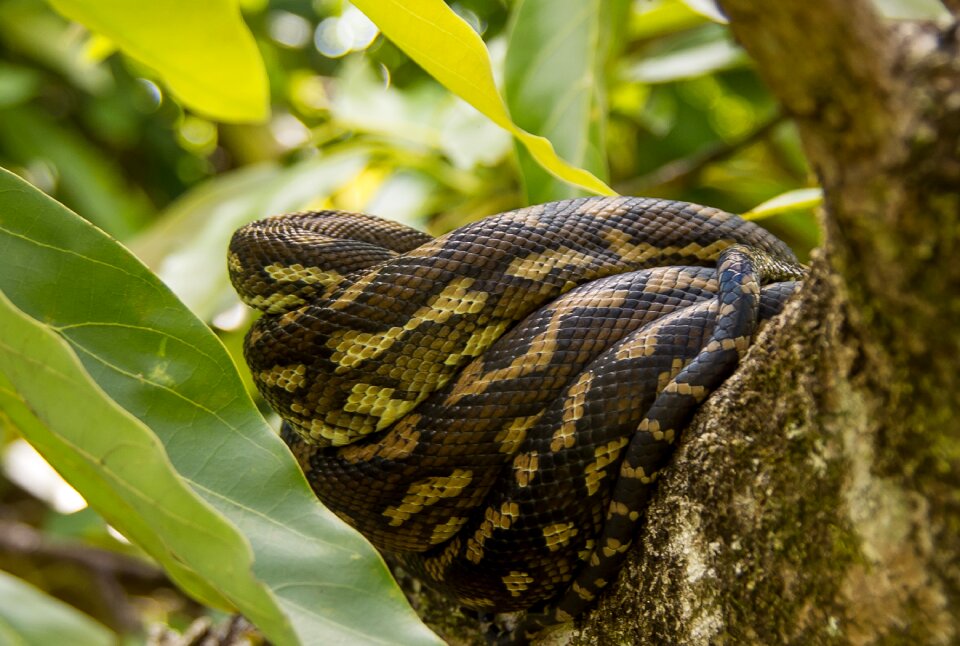 Coiled close-up sleeping