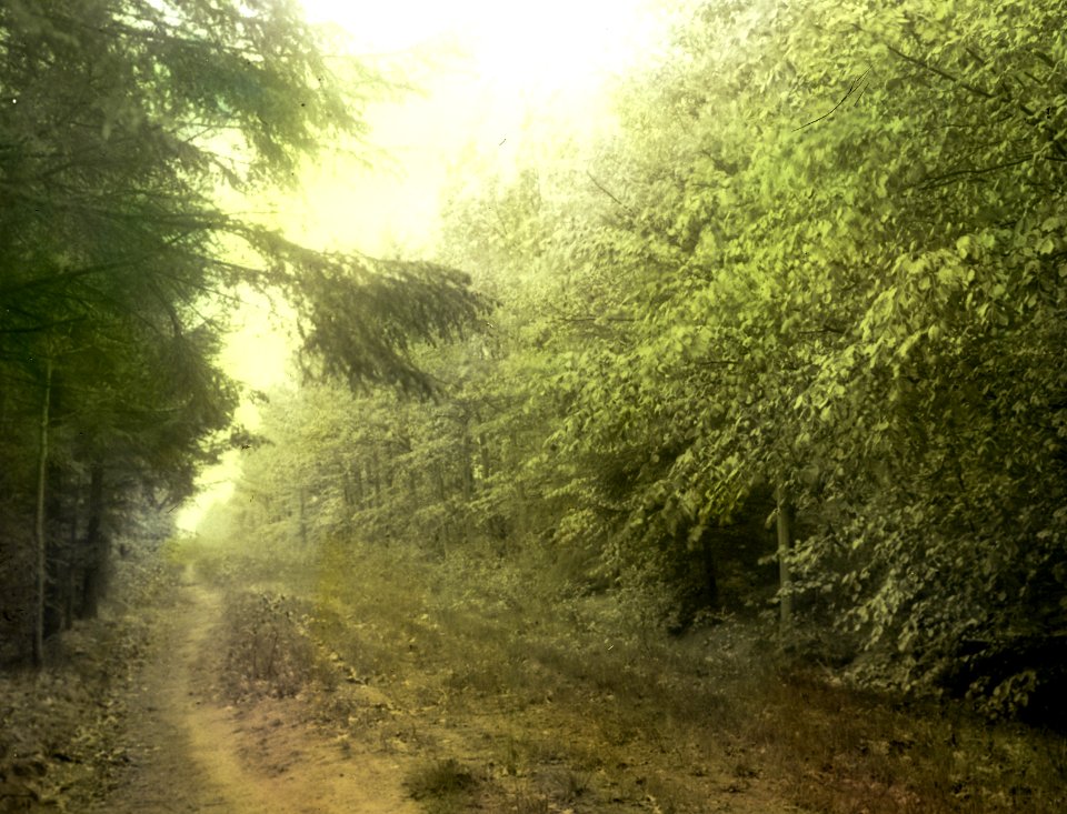 Nieuw natuurschoon , de rips, Bestanddeelnr 193-1181