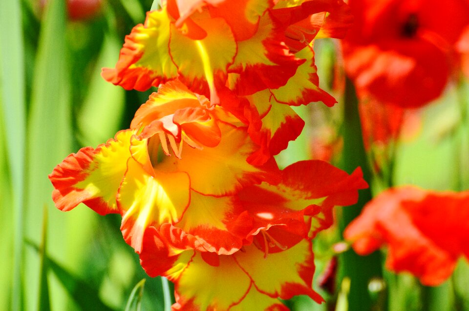 Summer sun plant