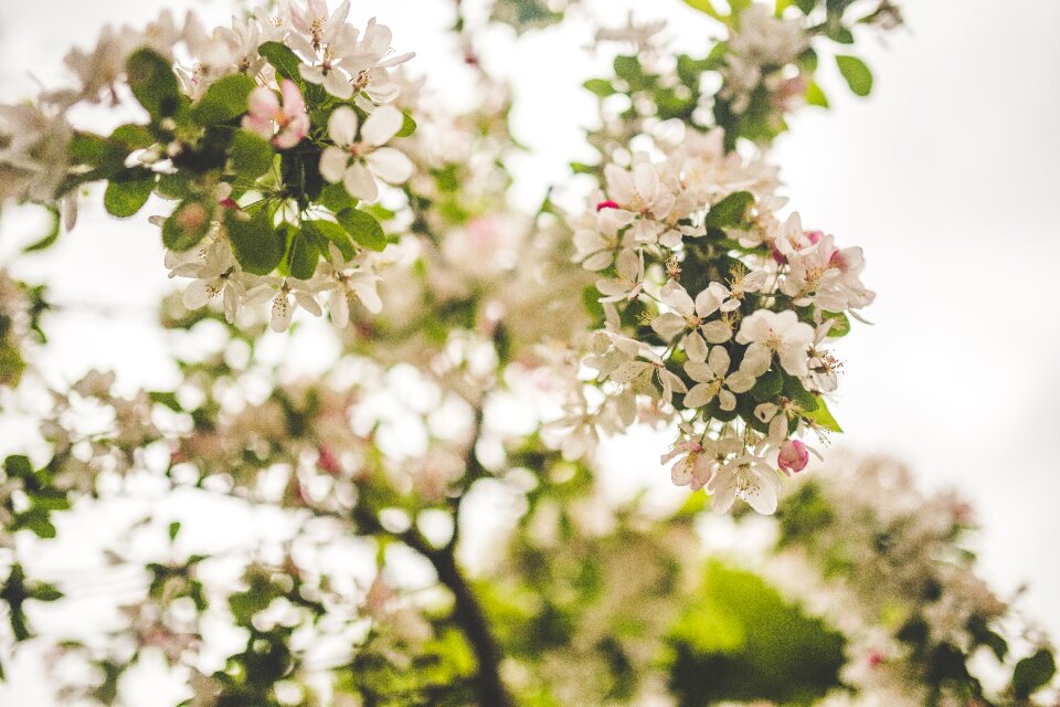 Blossom blur branch