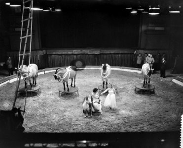 Nieuw programma van Circus Strassburger in Carré, paardendressuur, Bestanddeelnr 910-1392 photo