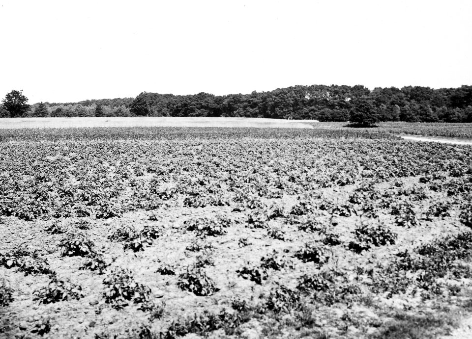 Nieuw natuurschoon , esch, Bestanddeelnr 194-0867