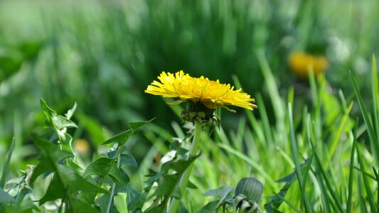 Spring meadow sunshine photo