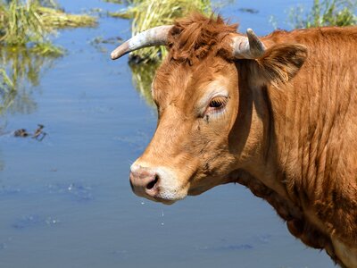 Head rousse water