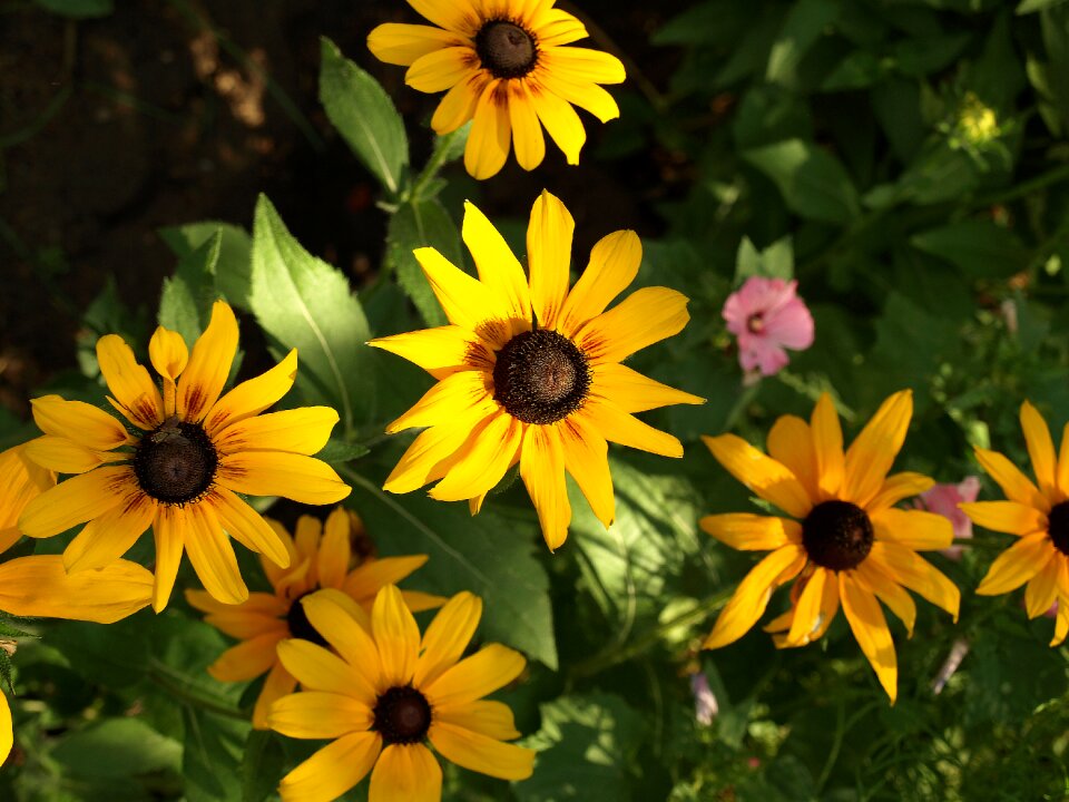 Flowers flowering the plot