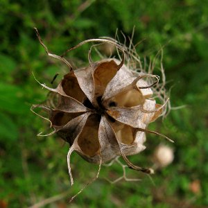 Nigella damascena seedpod 209-09-06 Beechview 01