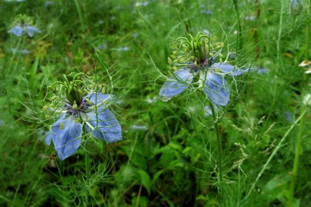 Nigella damascena 2019-06-01 Beechview 01 photo