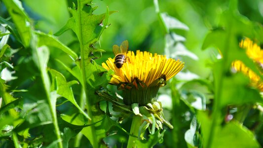 Spring meadow sunshine