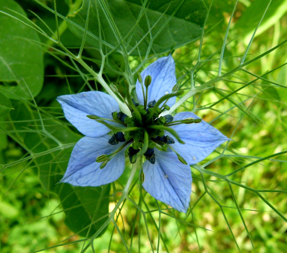 Nigella damascena-flower-Jardin des Plantes de Paris