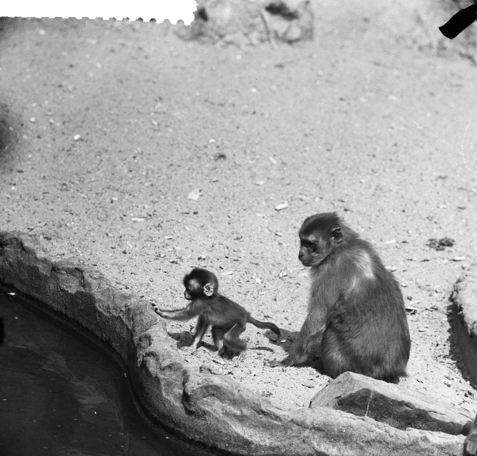 Nieuws uit Artis Rhesus-aapjes, Bestanddeelnr 912-5656