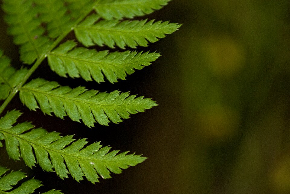Bracken plant leaf detail