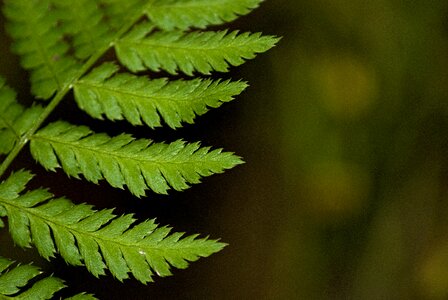 Bracken plant leaf detail
