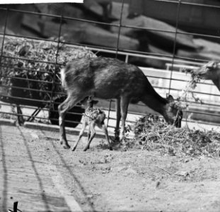 Nieuws uit Artis Sikahert met jong, Bestanddeelnr 912-5659 photo