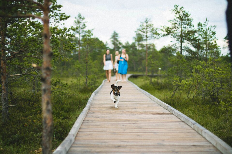 Dog grass landscape