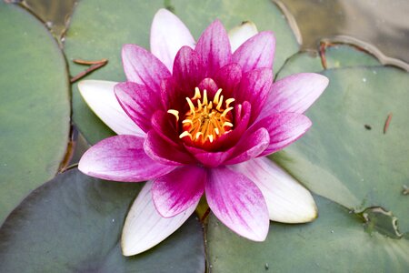 Pink water lily blossom bloom