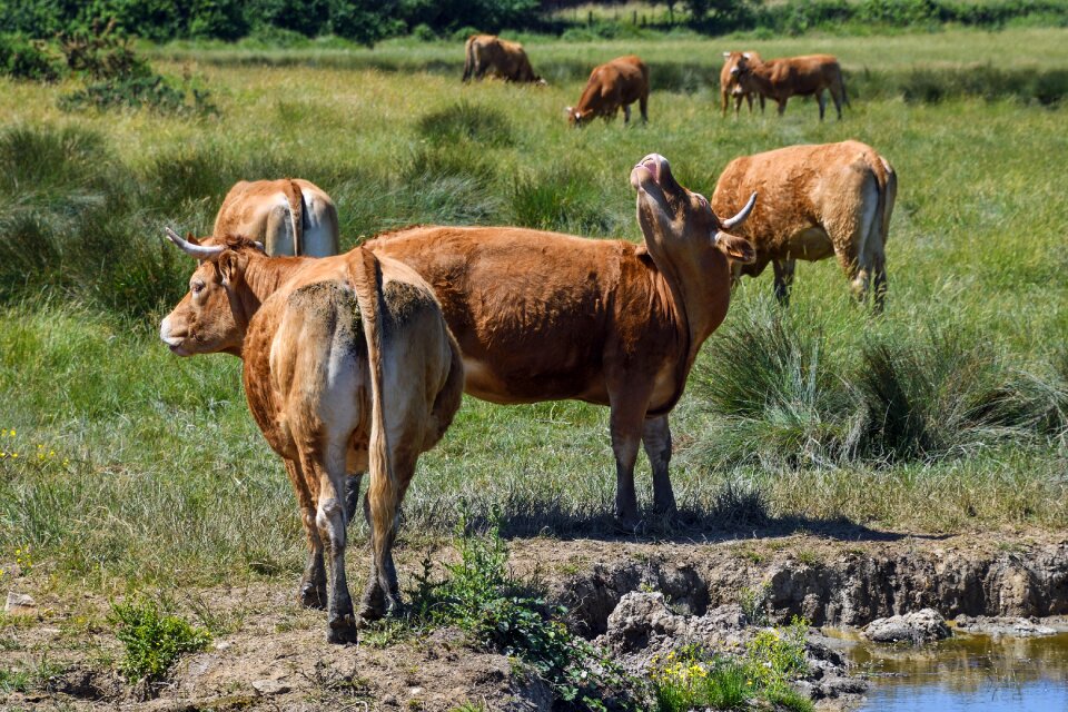Limousine rousse field