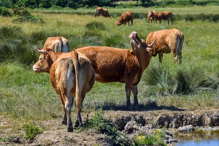 Limousine rousse field