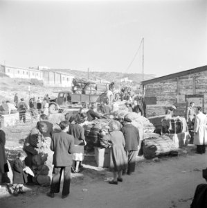 Nieuw aangekomen emigranten (oliem) in het doorgangskamp St. Lucas bij Haifa bij, Bestanddeelnr 255-1162
