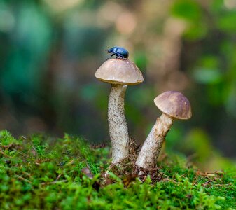Mushrooms nature insects