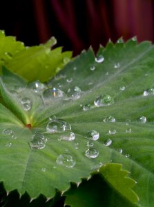 Nature fresh macro