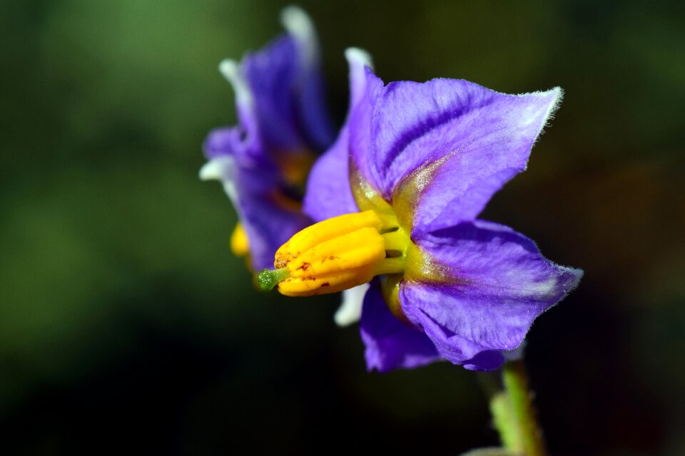 Purple flower blossom