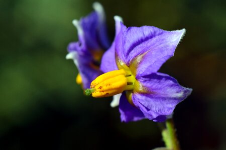 Purple flower blossom photo