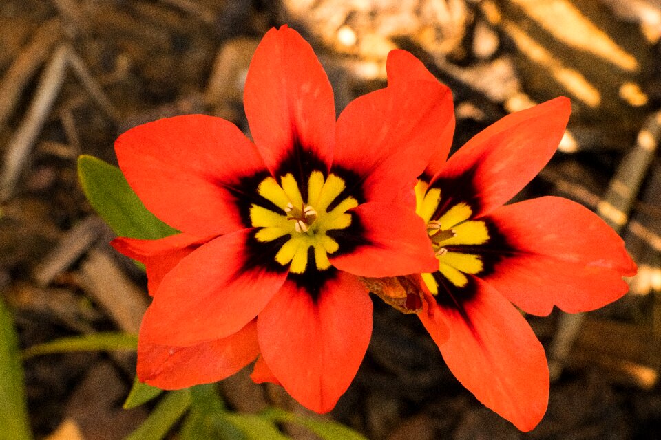 Red red flower orange flowers