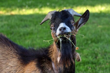 Young eat grass