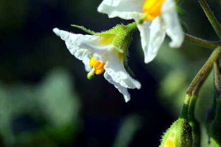 Nachtschattengewächs white blossom