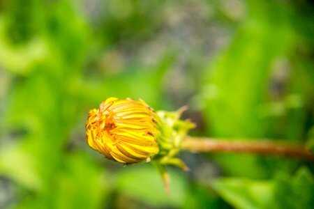 Yellow flower pointed flower photo