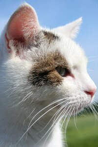 Speedy domestic cat pet photo