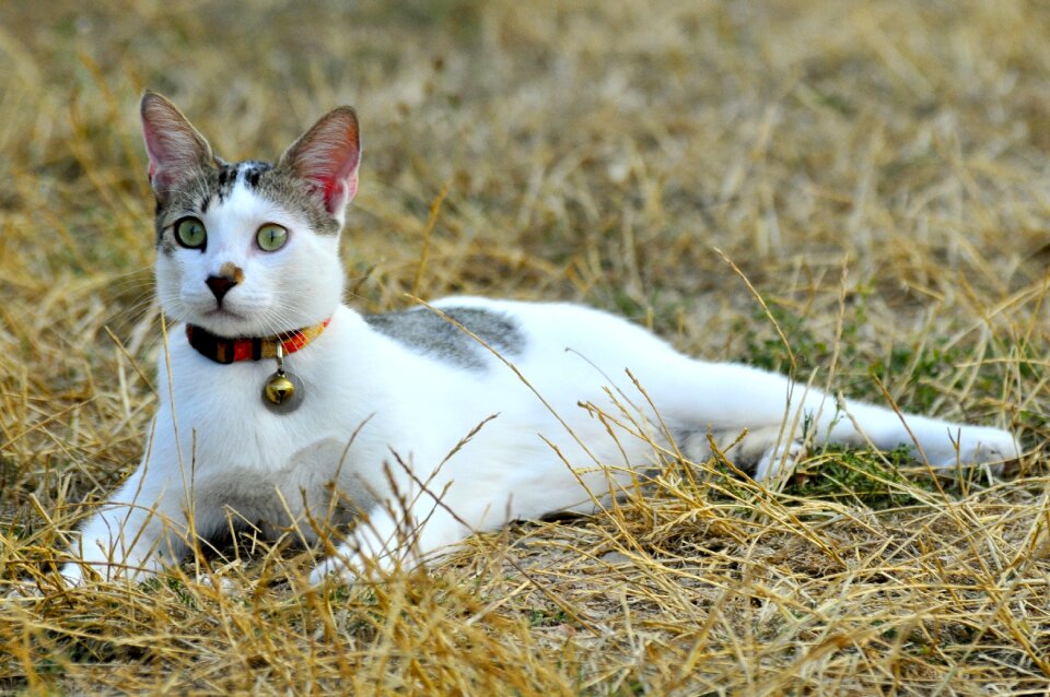 Feline kitten animal