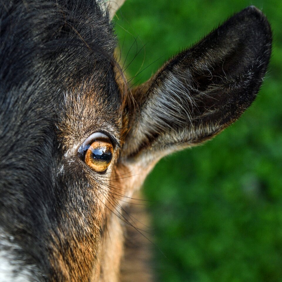 Young eye ear