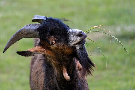 Eat grass horns photo