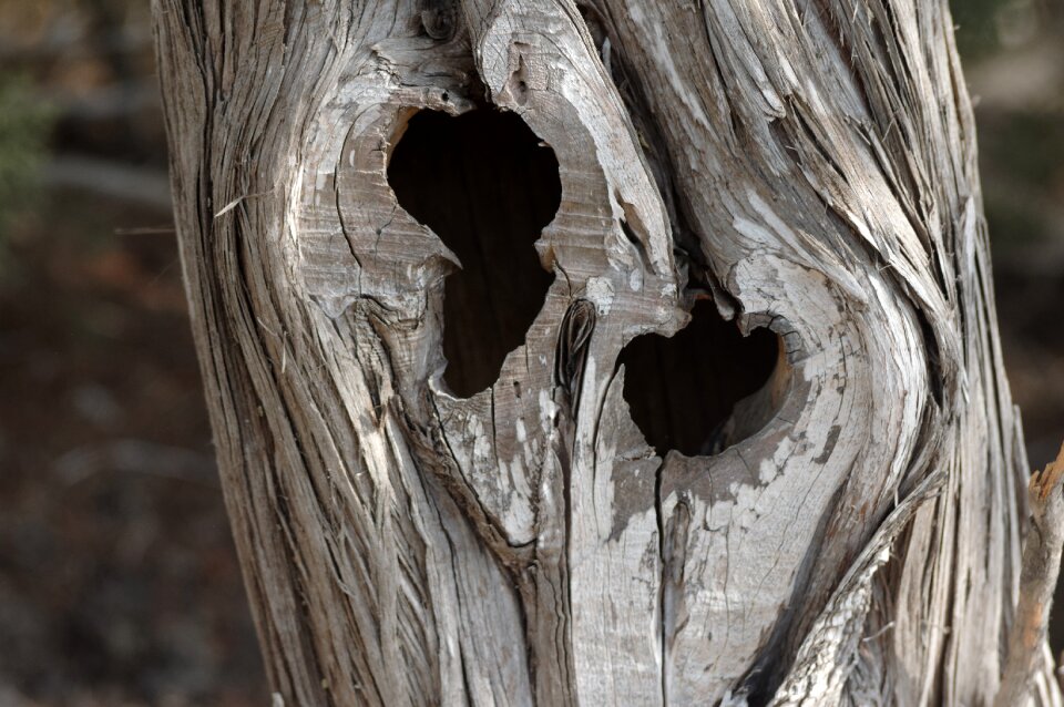 Nature old weathered baum