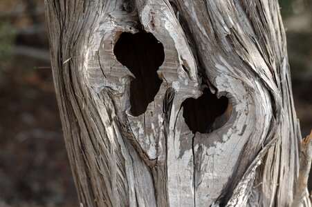 Nature old weathered baum