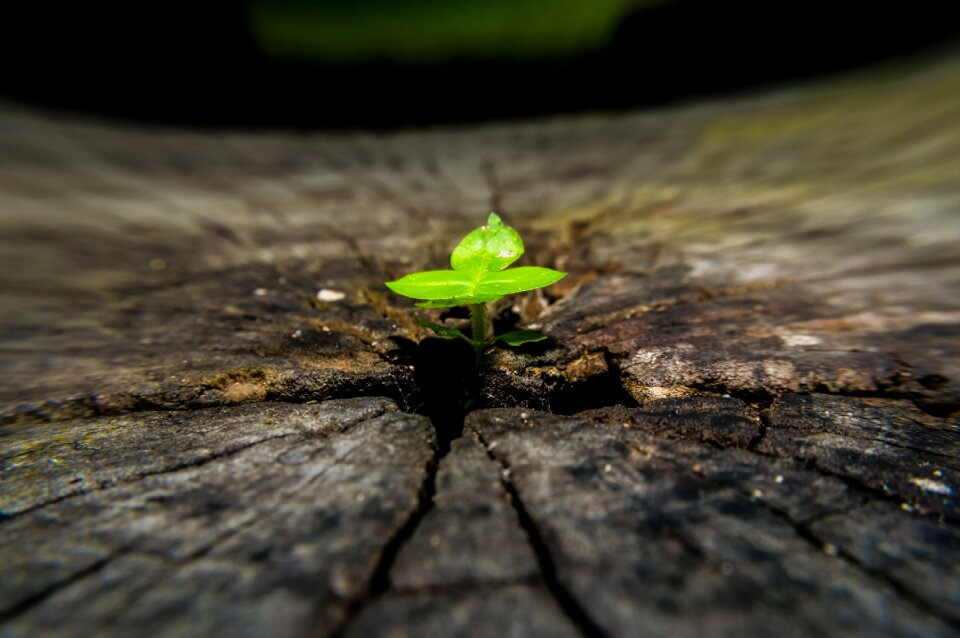 Wood close up green