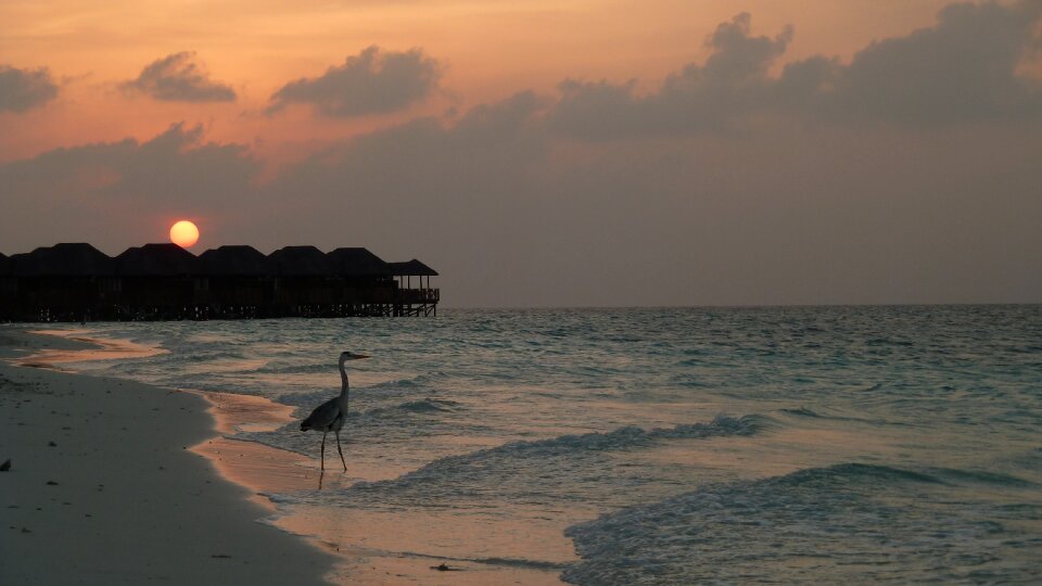 Evening sun bird maldives photo