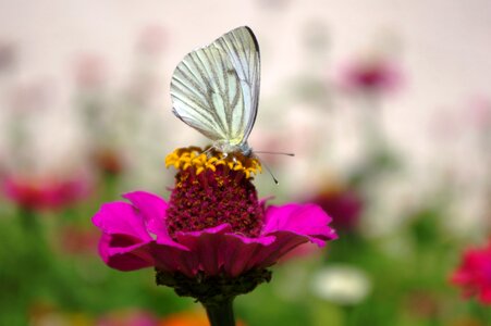 Meadow pink nature