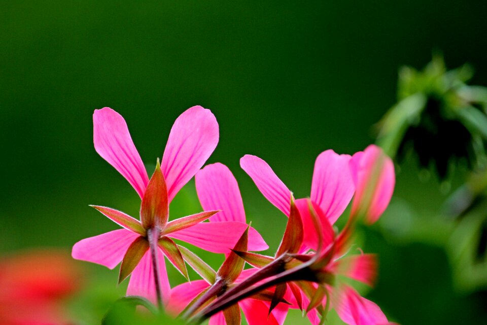 Geraniums bloom balcony plant plant