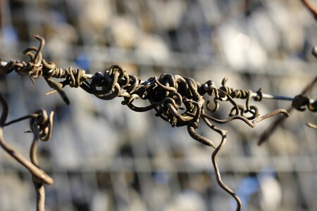 Vegetation branch cross