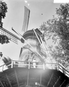 Nieuwe rieten jas wordt aangebracht bij deze achtkante stellingmolen, Bestanddeelnr 912-8737
