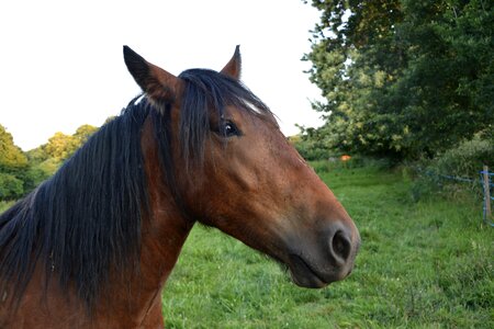 Standard mane portrait