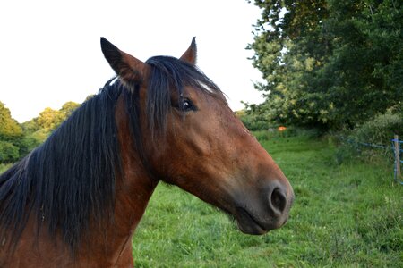 Standard mane portrait photo