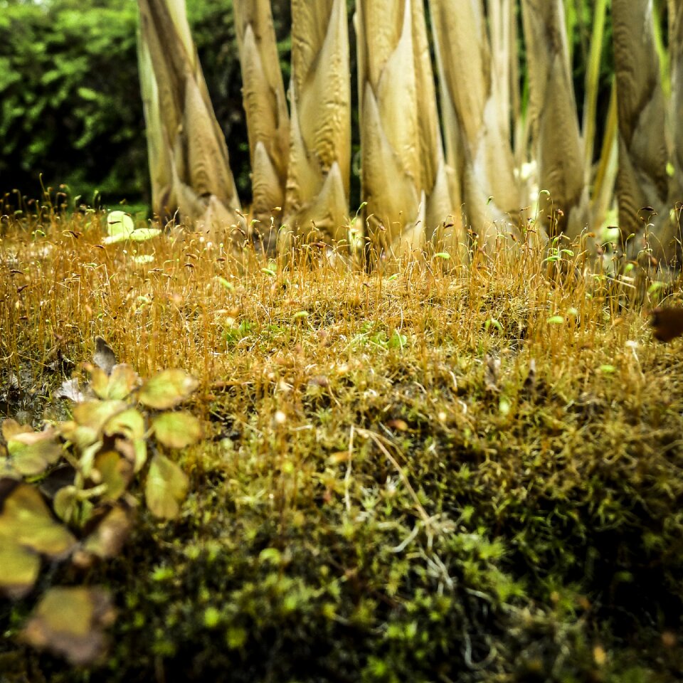 Spring nature moss