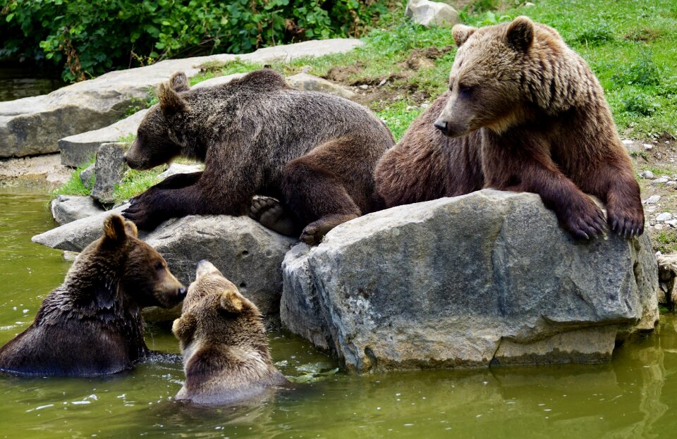 Bear wild animal animal