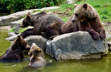 Bear wild animal animal